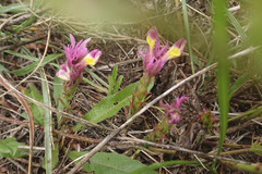 Melampyrum arvense