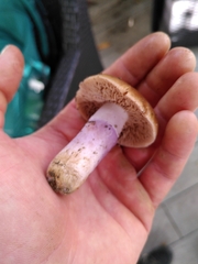 Cortinarius mucifluoides