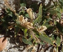 Silene parishii