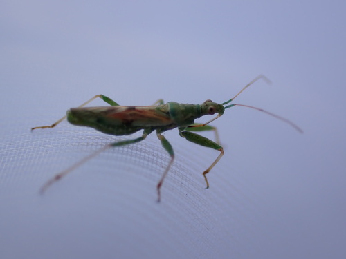 Nabis viridulus