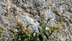 Silene parishii