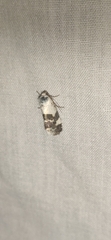 Acontia lucida