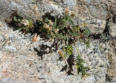 Silene parishii
