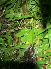 Bothrops asper