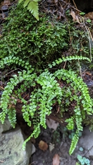 Asplenium viride