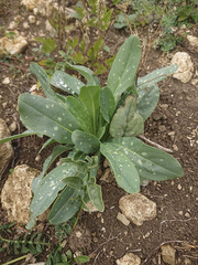 Cerinthe minor