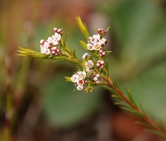 Diosma