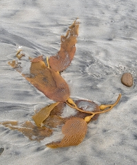 Macrocystis pyrifera