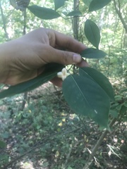 Euonymus atropurpureus