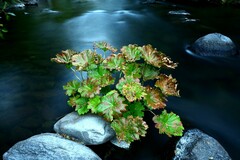 Darmera peltata