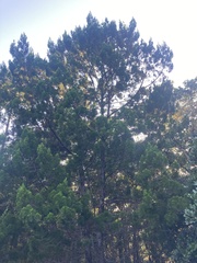 Callitris columellaris