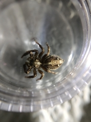 Plexippus paykulli