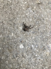Bassaniana