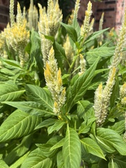 Celosia argentea
