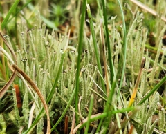 Cladonia gracilis