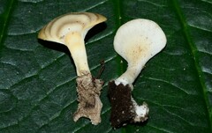 Microporellus obovatus