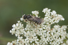 Lasioglossum marginatum