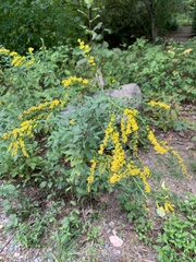 Solidago rugosa