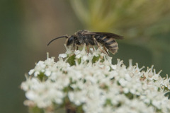 Lasioglossum marginatum