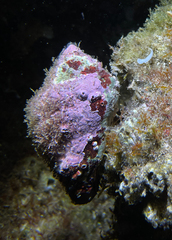 Stramonita haemastoma