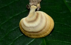 Microporellus obovatus