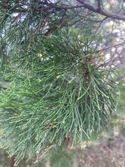 Callitris columellaris