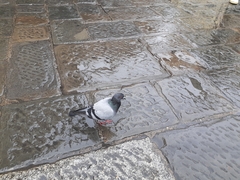 Columba livia domestica