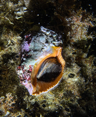 Stramonita haemastoma