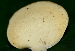 Microporellus obovatus