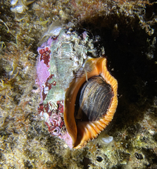 Stramonita haemastoma