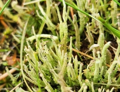 Cladonia gracilis