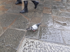 Columba livia domestica