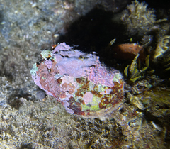 Stramonita haemastoma