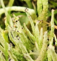 Cladonia gracilis