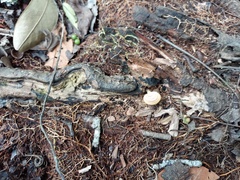 Microporellus obovatus