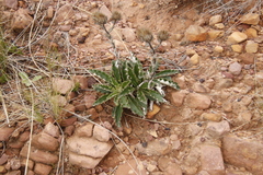 Berkheya armata