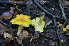 Cantharellus ferruginascens