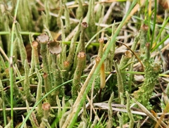 Cladonia gracilis