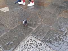 Columba livia domestica