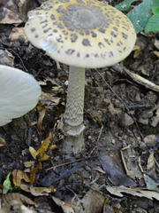 Amanita ceciliae
