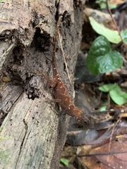 Anolis tropidolepis
