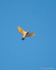 Colaptes auratus luteus