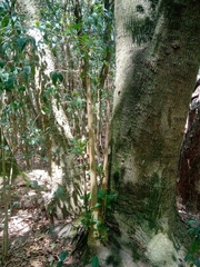 Ceiba speciosa