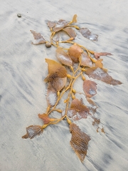 Macrocystis pyrifera