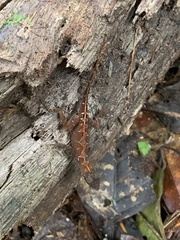 Anolis tropidolepis