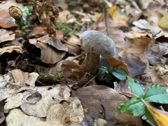 Hypomyces chrysospermus