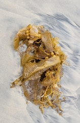 Macrocystis pyrifera