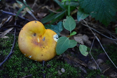 Russula aurea