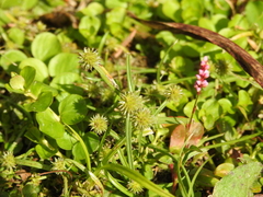 Cyperus brevifolius