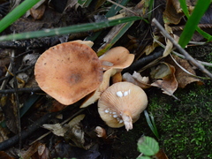 Lactarius subdulcis